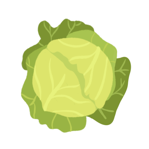 Cabbage
