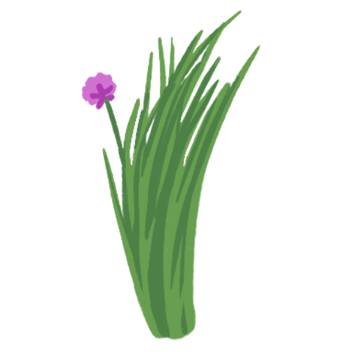 Chives