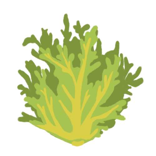 Frisée