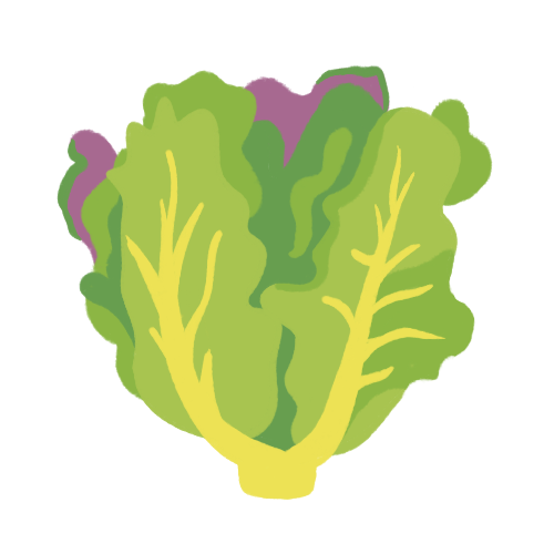 Lettuce