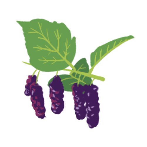 Mulberry