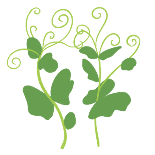 Pea Shoot