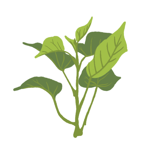 Yam Leaves